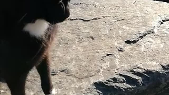 Cats playing on the rocks of the sea