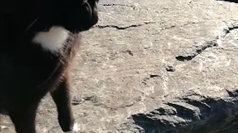 Cats playing on the rocks of the sea