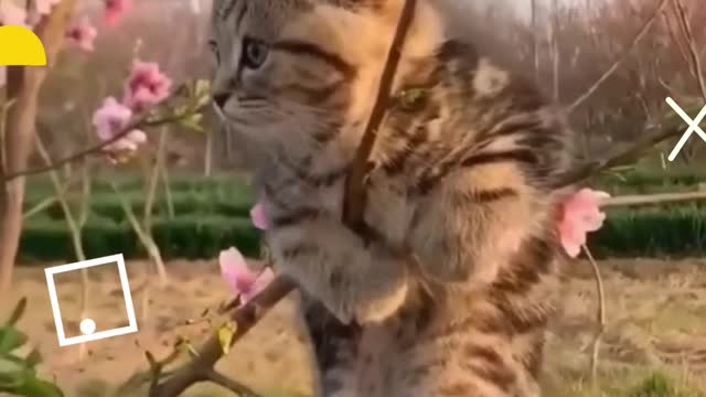 funny cats,funny cat videos,cute cats