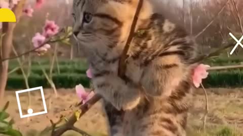 funny cats,funny cat videos,cute cats