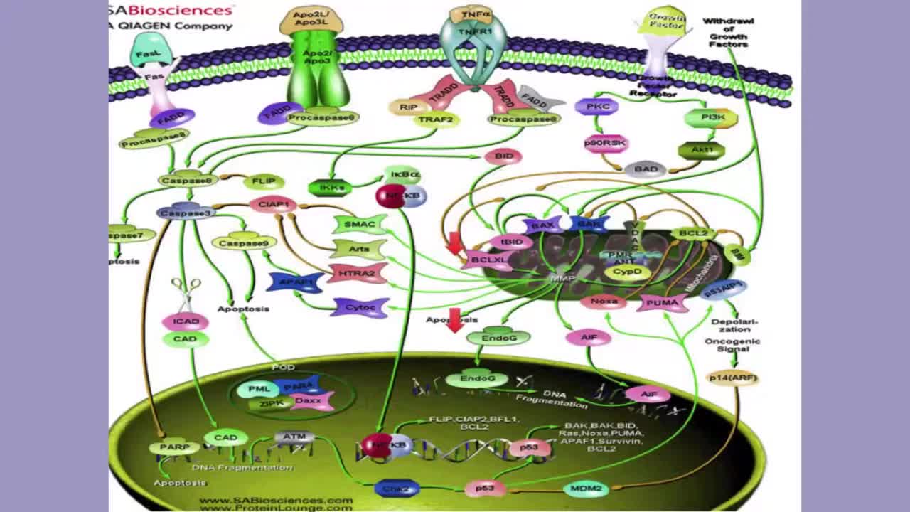 Neonatal Immunity Part 1 The First Three Years, Dr. Suzanne Humphries