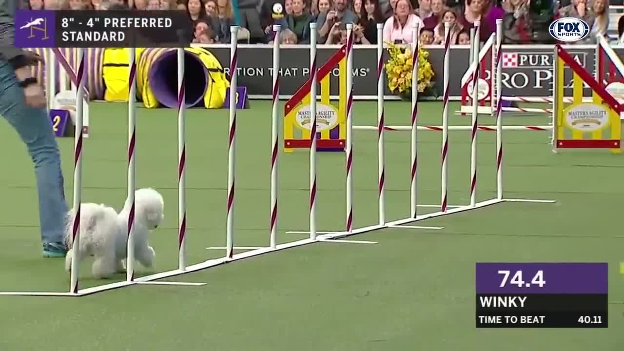 Watch the best Dog Show to celebrate National Puppy Day | FOX SPORTS