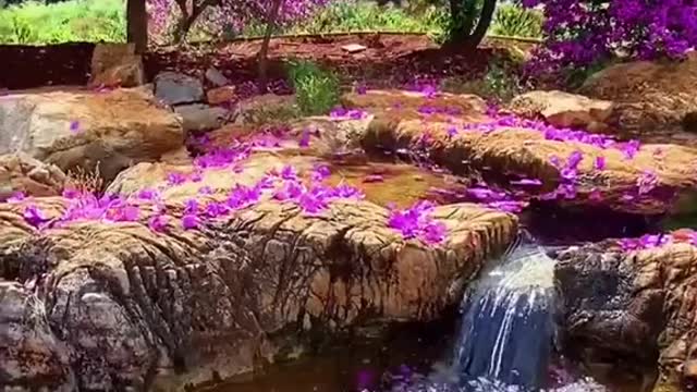 Beautiful petals fall on the lake surface