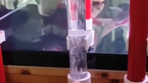 Smart trick for cleaning fishtank