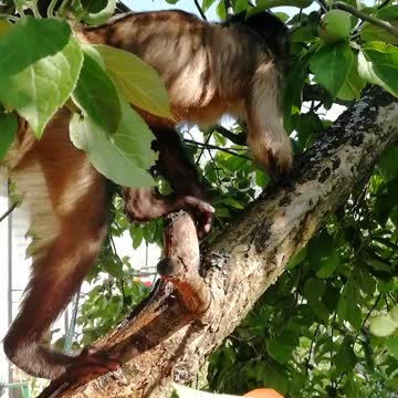 Чем занята обезьяна когда сидит на дереве