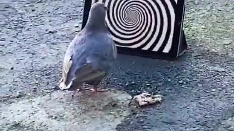 Hypnotised pigeon in front of a screen