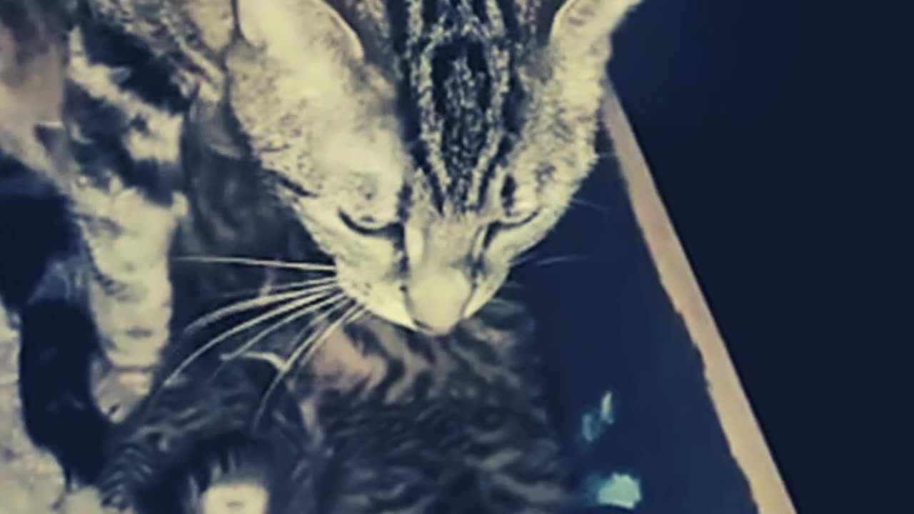 Funniest Animals 2023 🤣 New Funny Cats and Dogs 😺🐶