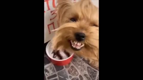 Best Of The 2021 Funny Animal Videos #23