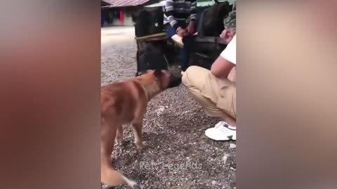 Funny Animals Video