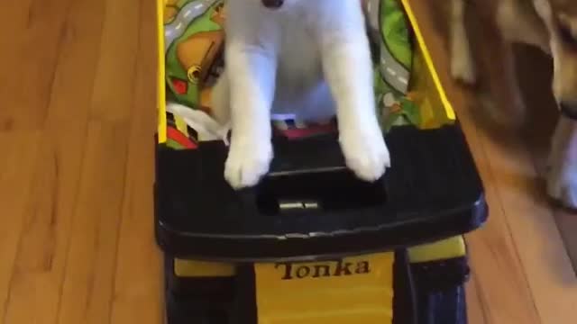 White shiba puppy dog rides in yellow tonka truck in hallway