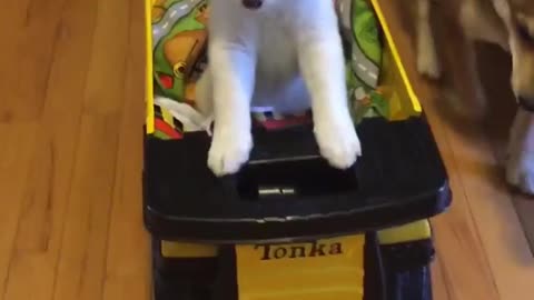 White shiba puppy dog rides in yellow tonka truck in hallway