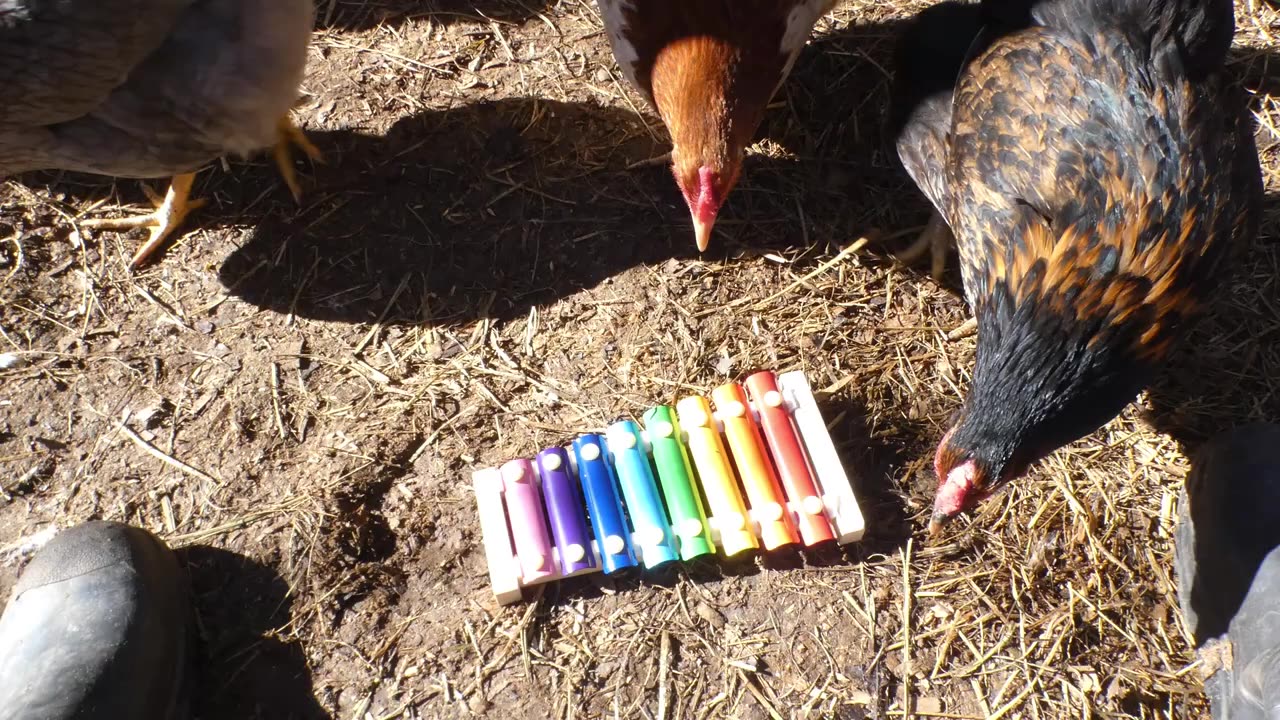 I tried to get my chickens to play a xylophone. I...tried.