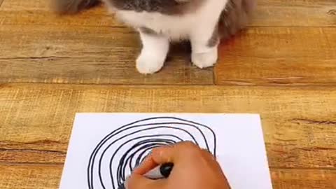 Funny and real animal video