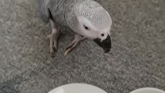 Parrot drinks the cappuccino