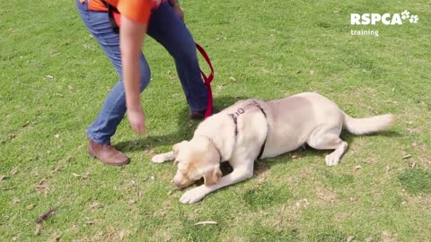 Train your dog how to teach your dog to sit and drop