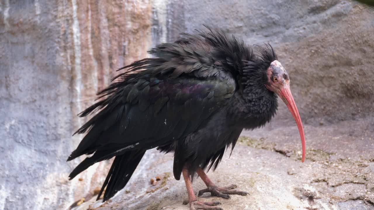 Bald ibis