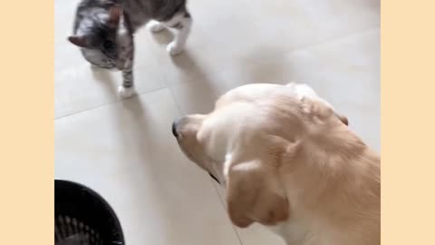 Funny cat and dog video