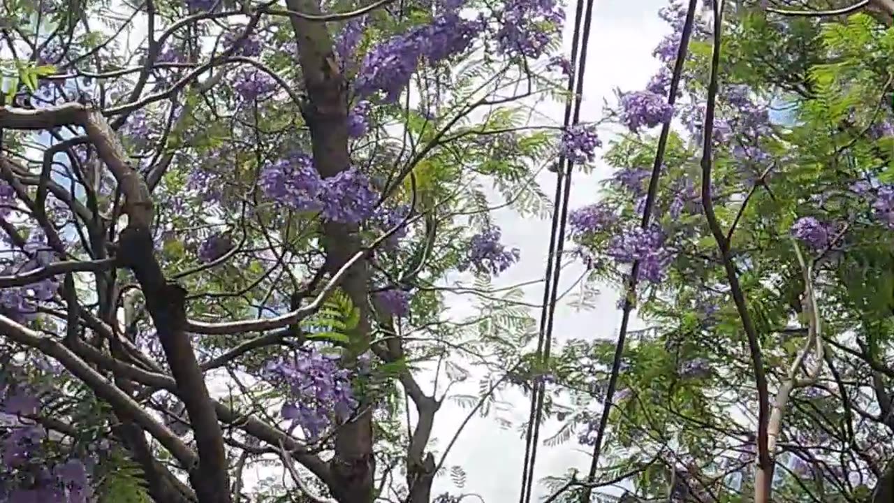 Jacaranda Season in Sydney