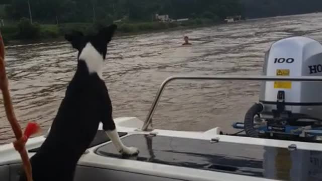 a dog cheering for a wake-boarding man