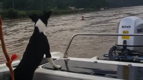 a dog cheering for a wake-boarding man