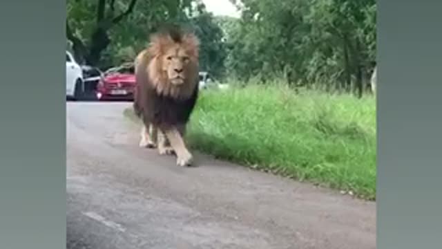 #already thought a pet of that kk