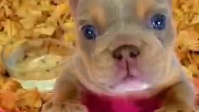 Funny Dog Videos That Will Make You Laugh #73