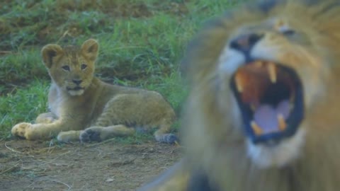 lion cube first time meeting the dad