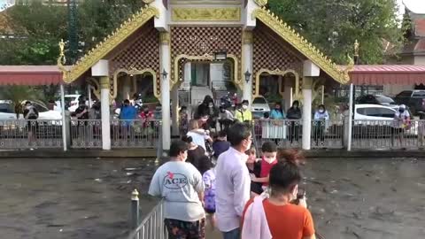 Temple visitors walk among FISH due to high river after rain in Thailand