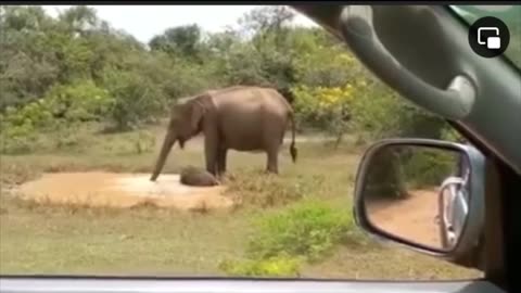 Elephant was Unexpected this happened 🐊🐘