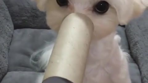 Cute puppy 💖