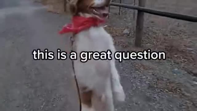 Funny and cute animal videos