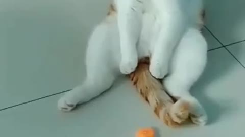 Smart kitten