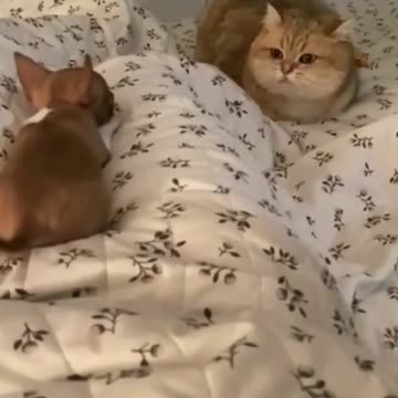 Dog is afraid of cats