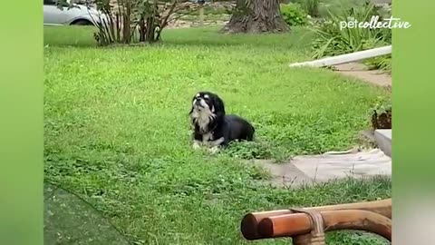 These are incredible moments of funny animals enjoying playing with their owners