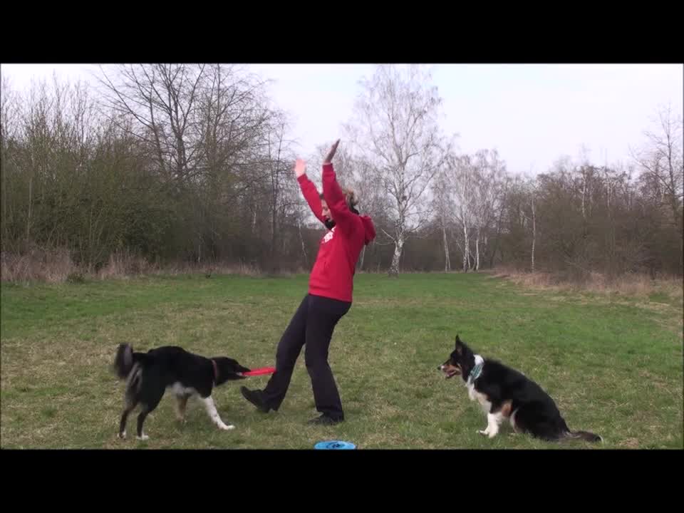 Dog training and tricks 🐶🐶🐶