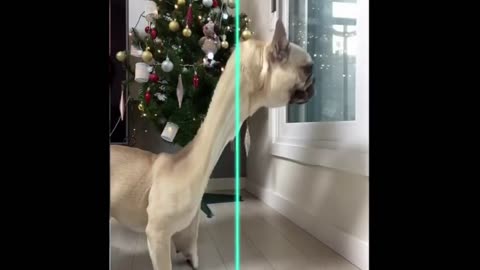 Funny animal videos 2023 - Funny cats_dogs - Funny animals Part09