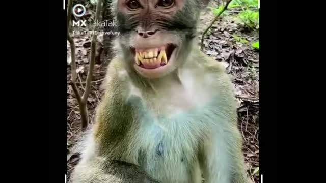 Very funny monkey vedio | 2022