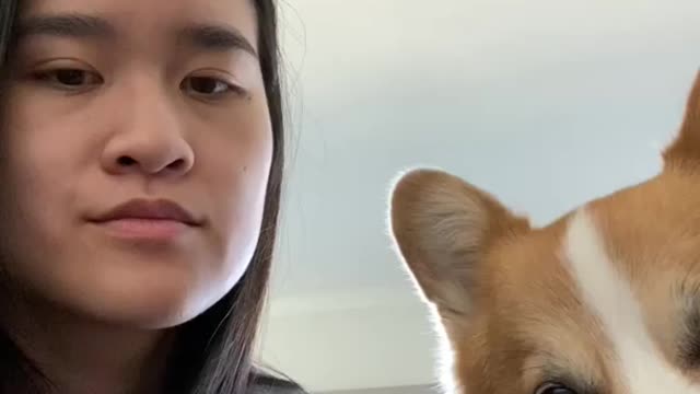 Kiss Your Pet on the Head Reaction Trend