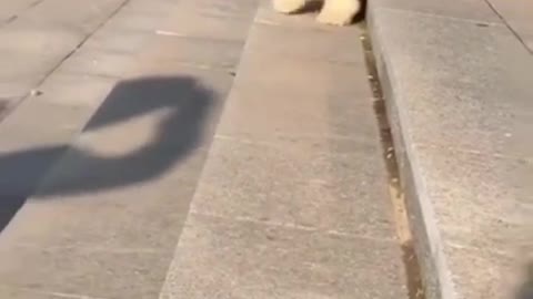 Cute dog and Funny ddog