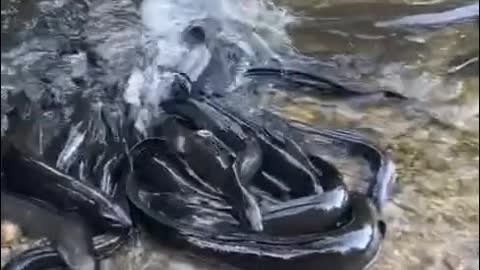 Feeding black Eels 🐟