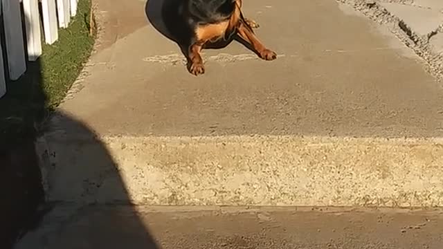 A funny and smart tricky dog