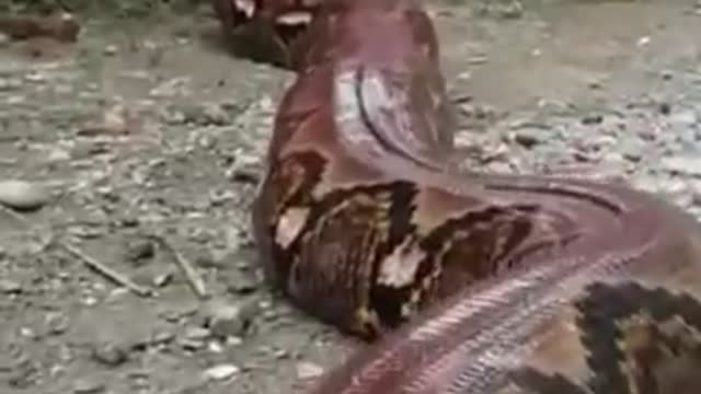 huge snake,animals