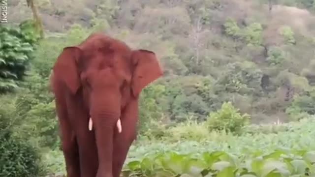 This stray elephant is enjoying wandering through this Chinese village