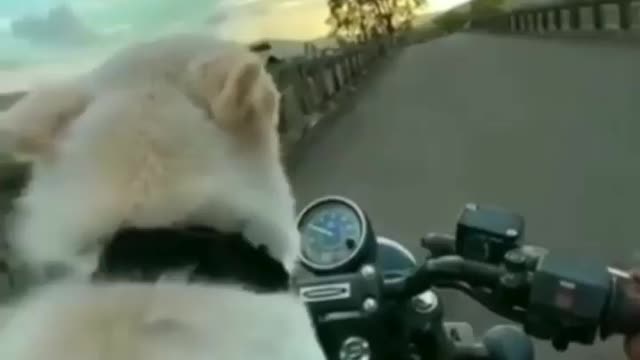 Ride with pet doggo - Bingewatch 📺