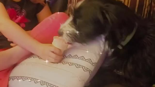 Spoiling the dogs