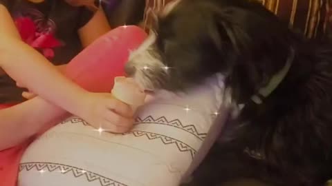 Spoiling the dogs