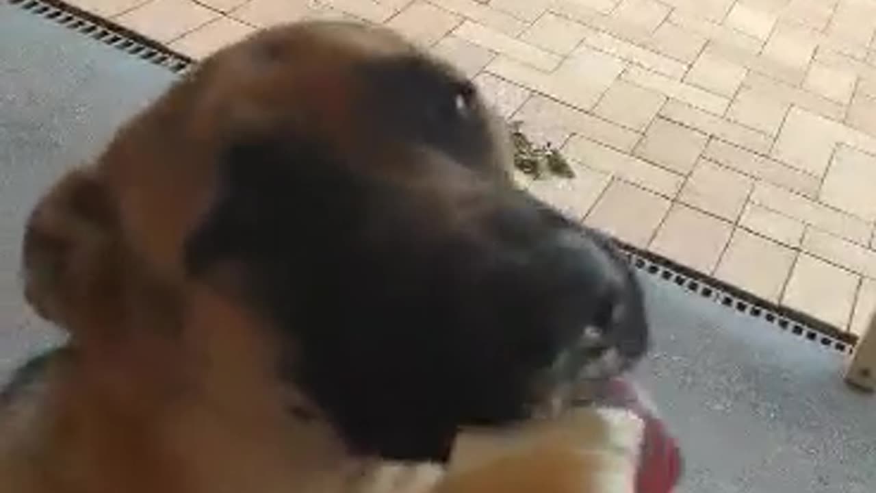 German shepherd likes ice cream.