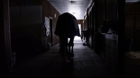 Equestrian horse walked through cold barn