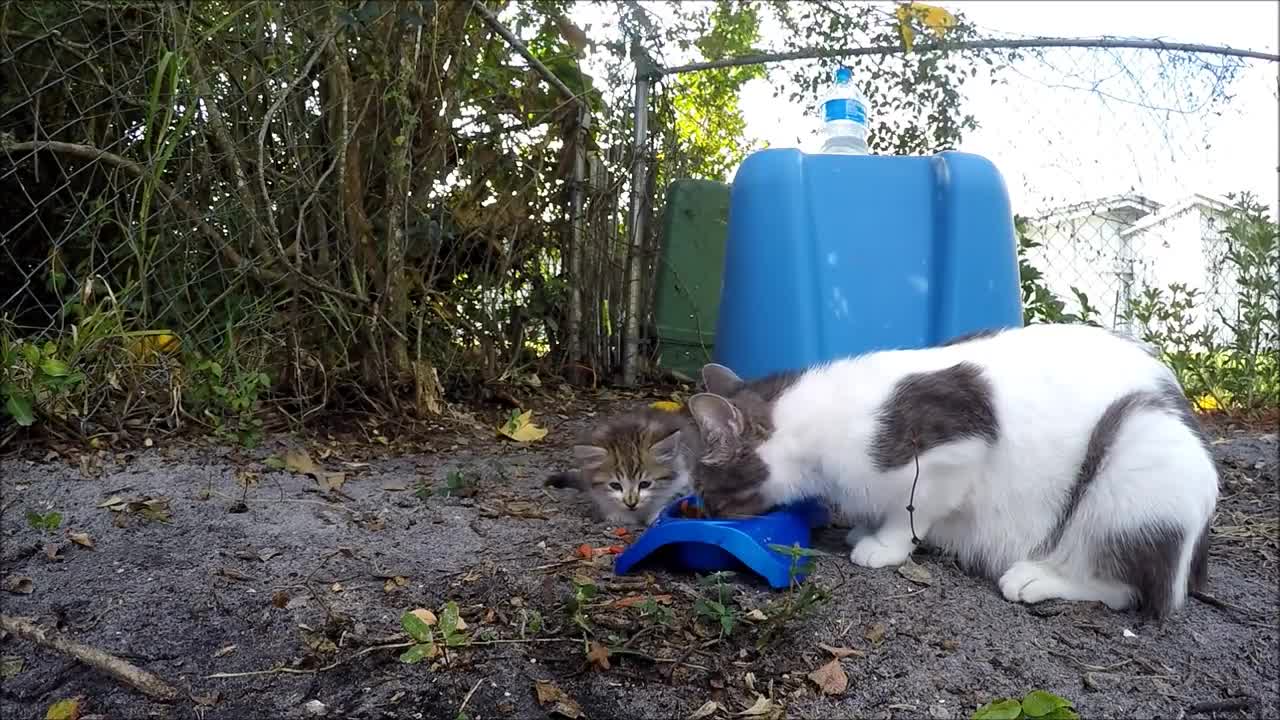 mom cat smacks baby cat