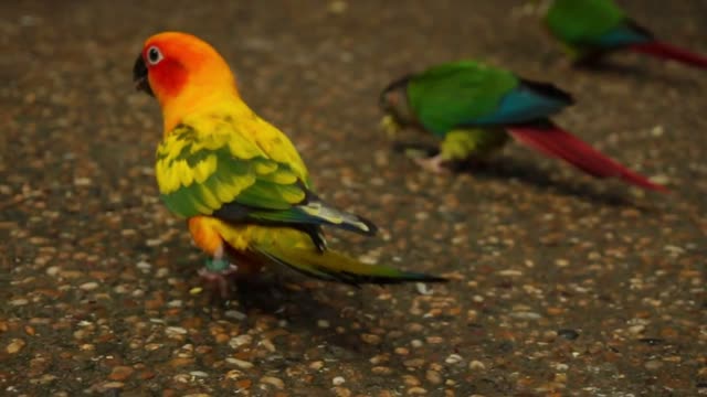 Slow motion father looking at parrots in birdcage